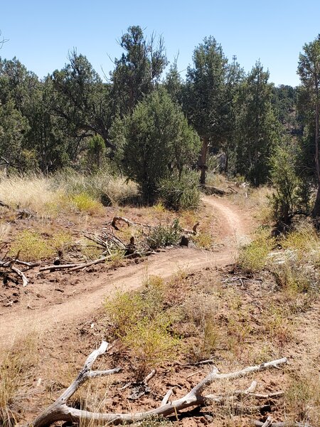 Typical landscape and trail surface for South Rim Extension Trail.