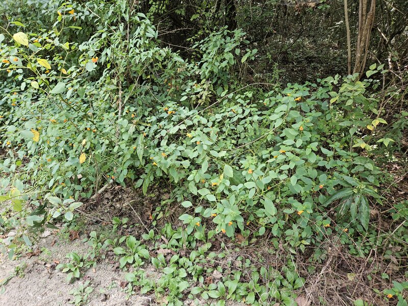 Spotted touch-me-not or jewelweed.
