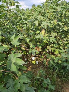 Cotton blooming 9/9/23 plants over 5-feet tall.