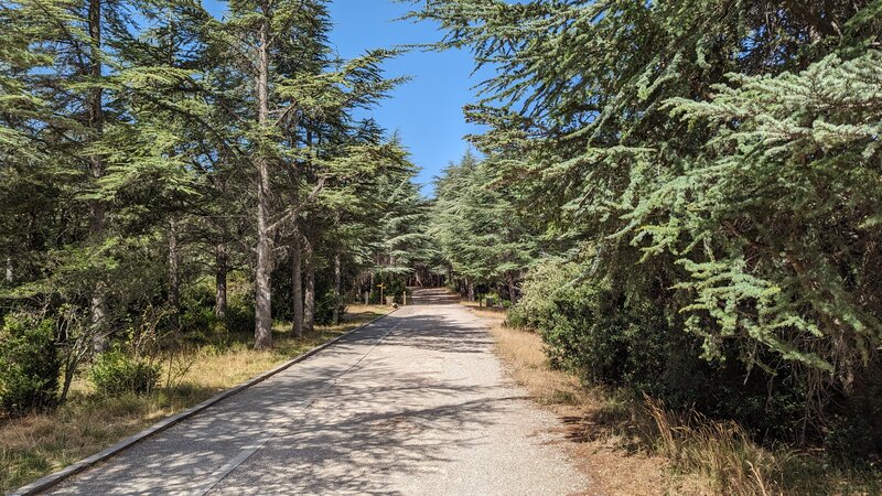 Chemin des Cedres