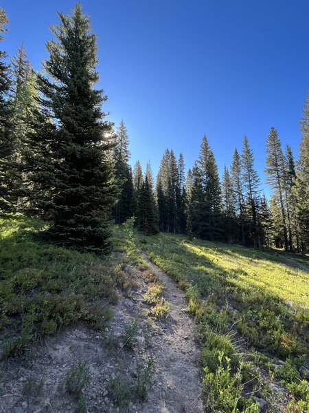 Trail in the trees.