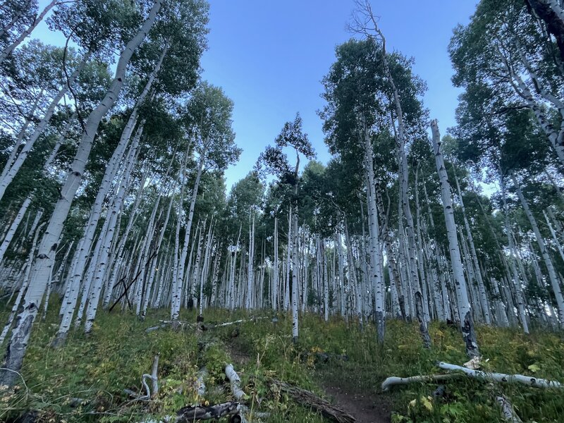 Aspen Forest