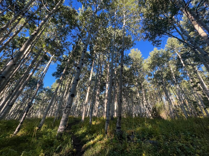 More Aspens!