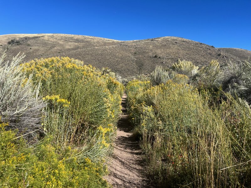 Sagebrush Trail at the Beginning of Bambi's.