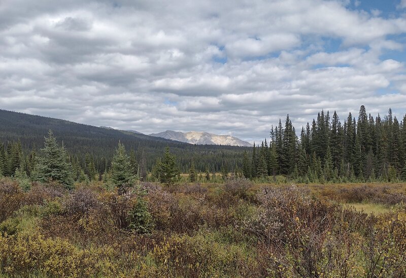 In the willow covered meadows in September, Daybreak Peak is seen in the distance to the northeast.