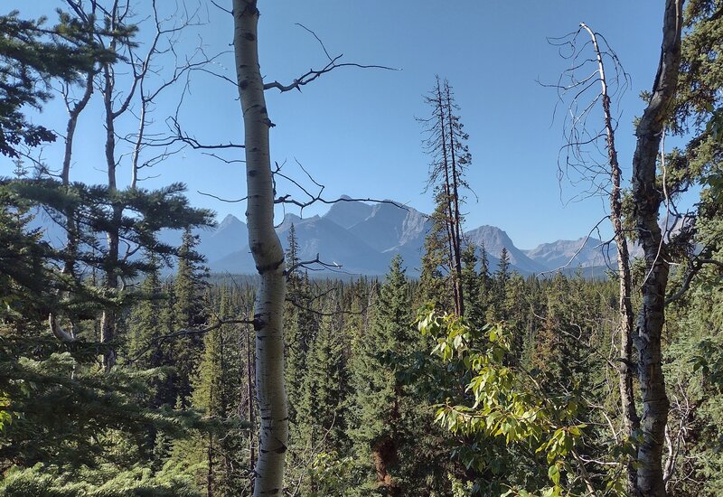 Rugged peaks in the distance rise above the nearby forest along Glacier Pass Trail on a perfect September day.