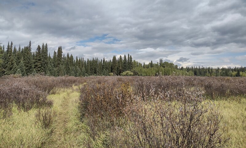 Willows in the expansive grassy meadows that Willow Creek Trail runs through, with their muted September fall colors.