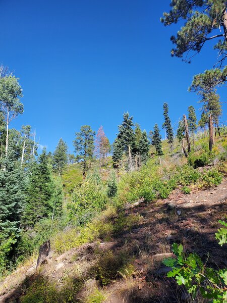 Lower part of First Fork Trail contouring along the multi-color hillside.