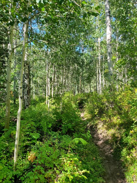 Dense small aspen trees.