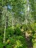 Dense small aspen trees.