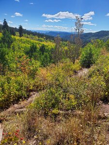 Shrubs and aspens just starting to turn color in mid-September.