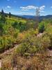 Shrubs and aspens just starting to turn color in mid-September.