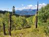 Burned snags frame views of the La Plata Mountains to the west.