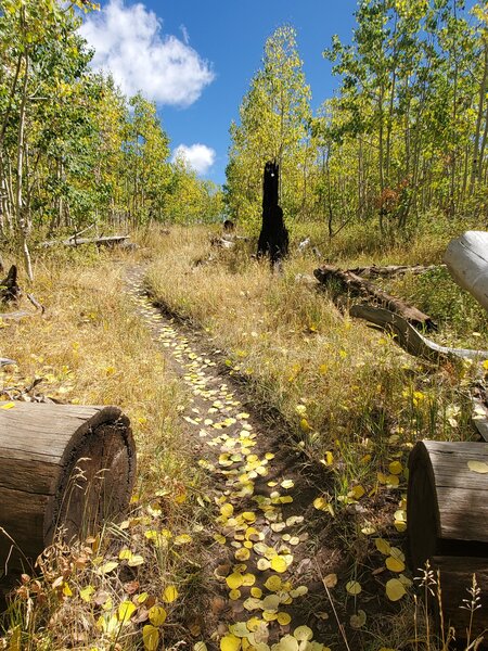 Fallen aspen leaves along Missionary Ridge Trail in mid-September.