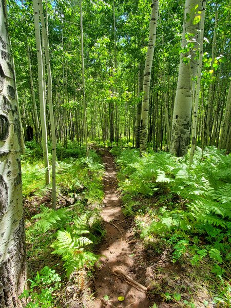 Gorgeous stand of aspens.