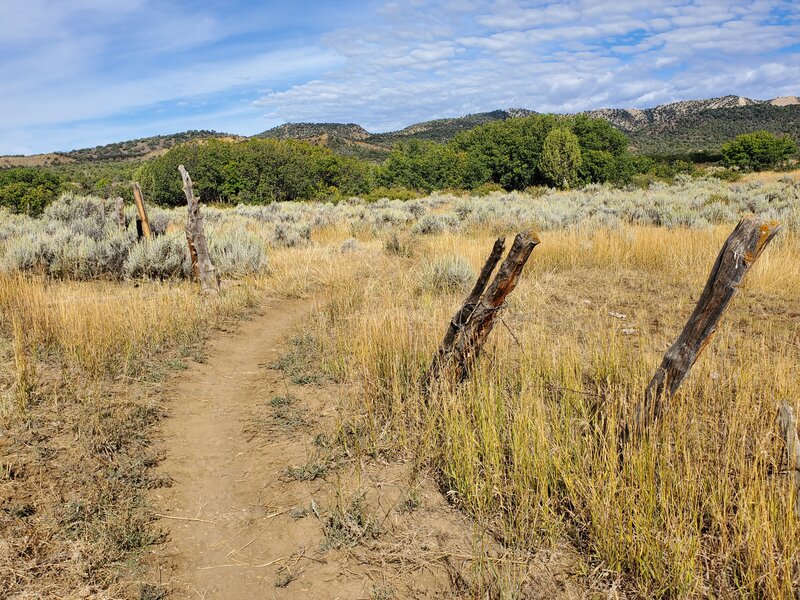 Old wooden fenceline