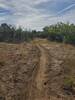 Typical trail conditions on Rail Spike, entering some scrub oak.