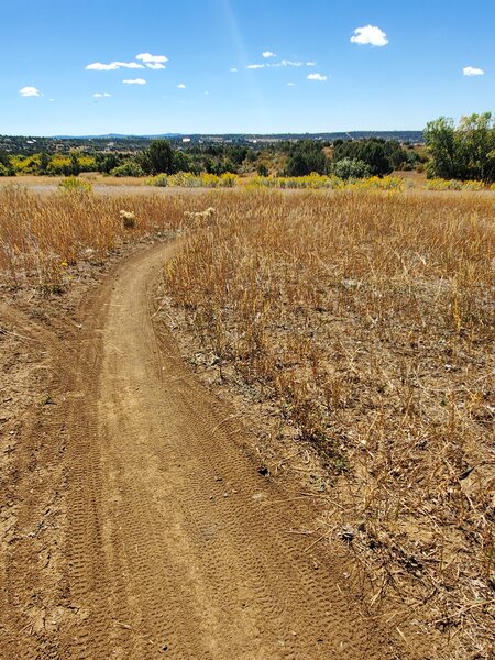 Open, grassy fields are typical of North Spurline Lollipop Loop.