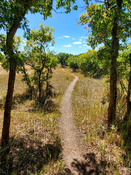 Popping out from the trees on North Spurline Lollipop Loop