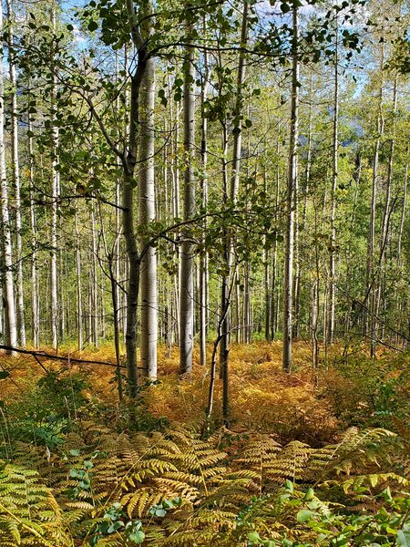 Ferns turning yellow below the aspens in late September.