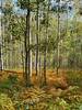 Ferns turning yellow below the aspens in late September.