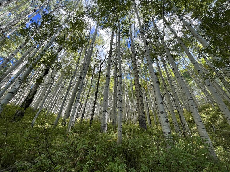 Aspens at the Beginning of the Horse Ranch Park Loop.