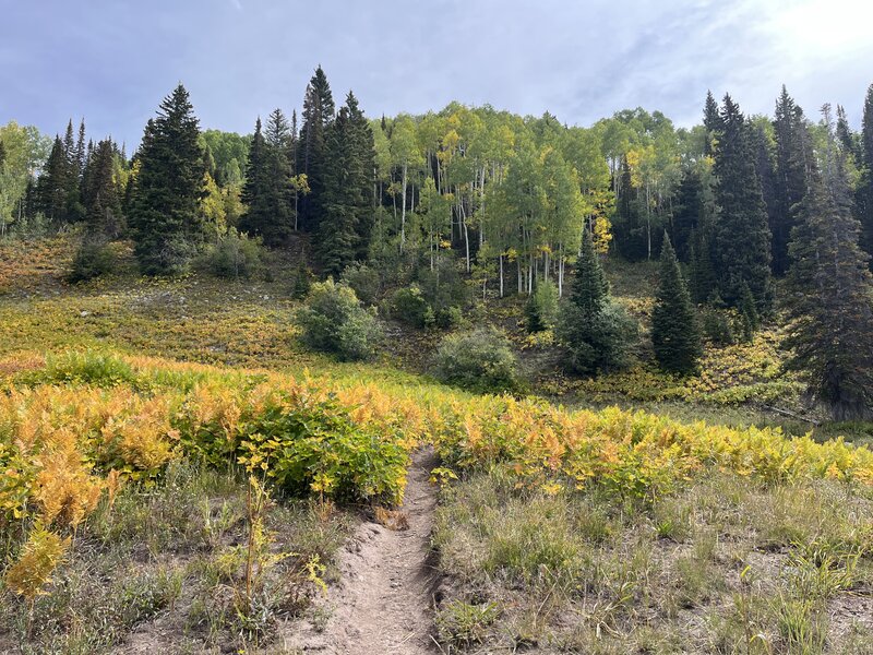 Fall color starting on the Horse Ranch Park Loop.