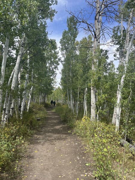 Start walking north through the trees.