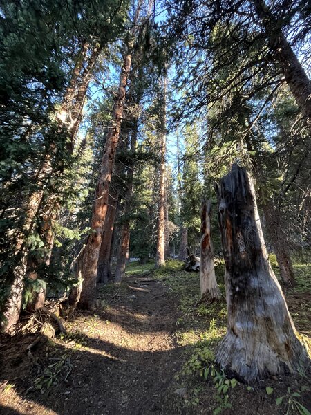 Woods walking at the beginning of the Rainbow Lake Trail.