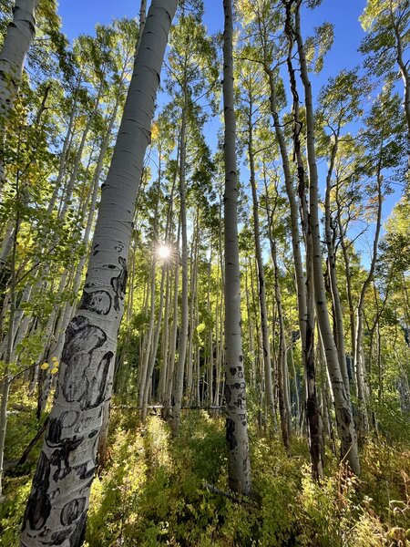 Beautiful aspens on the Alpine Trail,