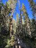 Forest at the Start of the Fossil Ridge Wilderness.