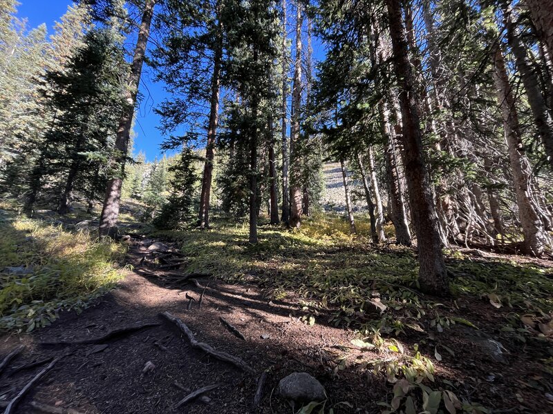 A good spot to turn right off the main trail and head up.