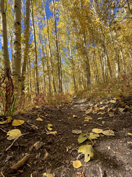 Aspens on the Fossil Ridge Trail in full fall color.