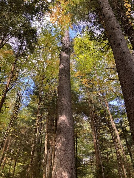 Big trees along the trail.