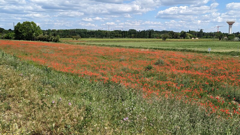 Poppies by the Lez River