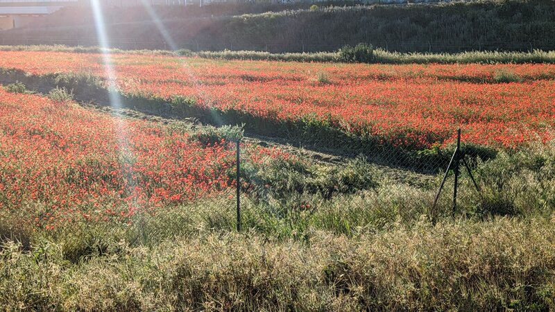 Poppies by the Lez River.