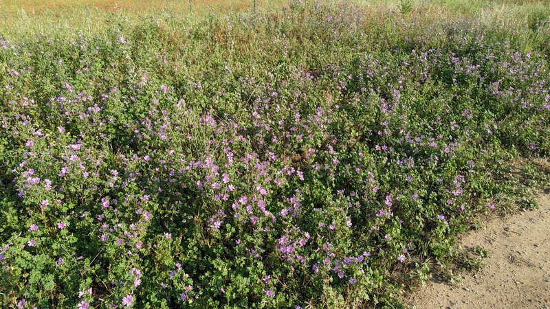 Flowers by the Lez River.