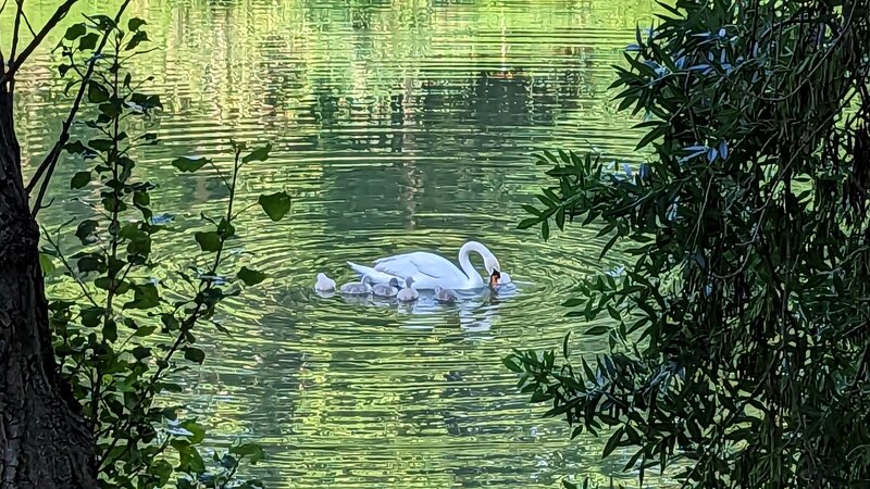 Swans in the Lez River.