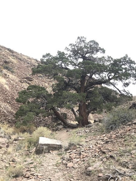 Juniper tree on trail.