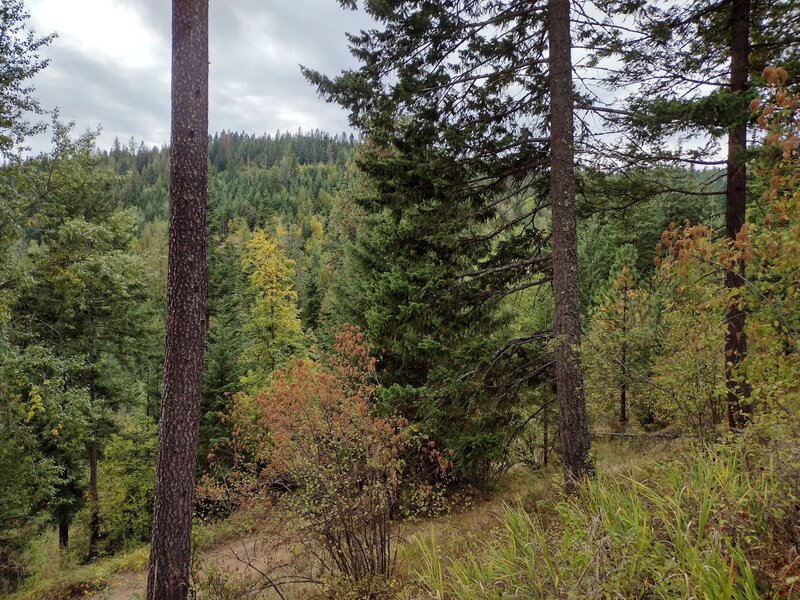 Some fall color amid the dark green conifers along the Rathdrum Mountain trails.