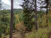 Some fall color amid the dark green conifers along the Rathdrum Mountain trails.