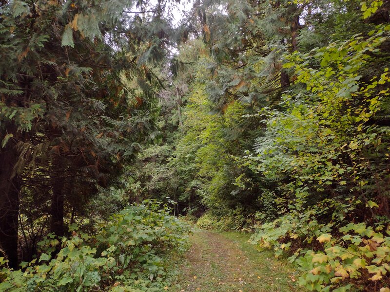 The dense mixed forest, typical of Rathdrum Mountain trails.