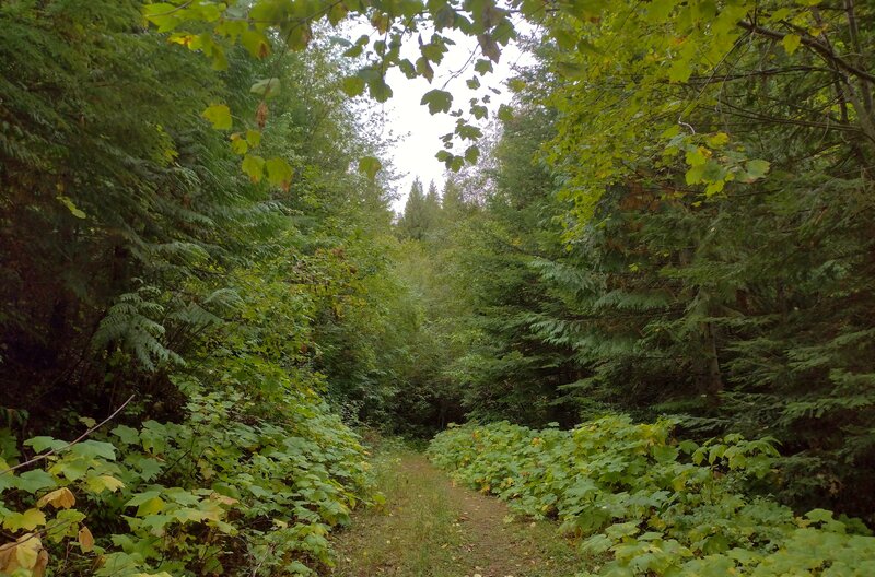 The secluded end of the trail in the pretty, dense, lush forest.