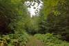 The secluded end of the trail in the pretty, dense, lush forest.