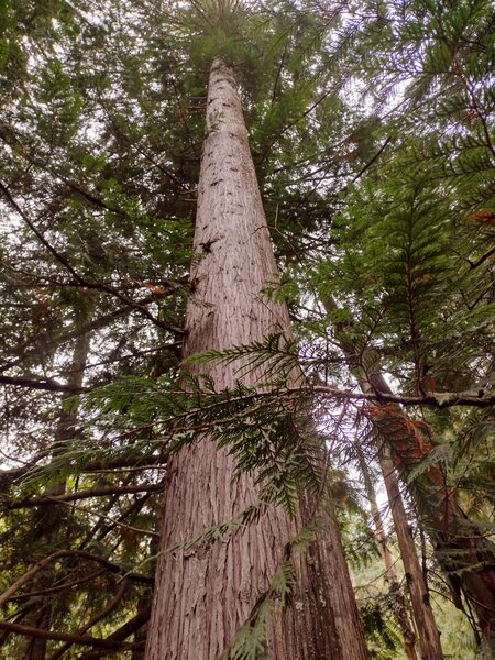 Huge western red cedar along the trail in the Spring Creek valley bottom.