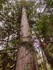 Huge western red cedar along the trail in the Spring Creek valley bottom.