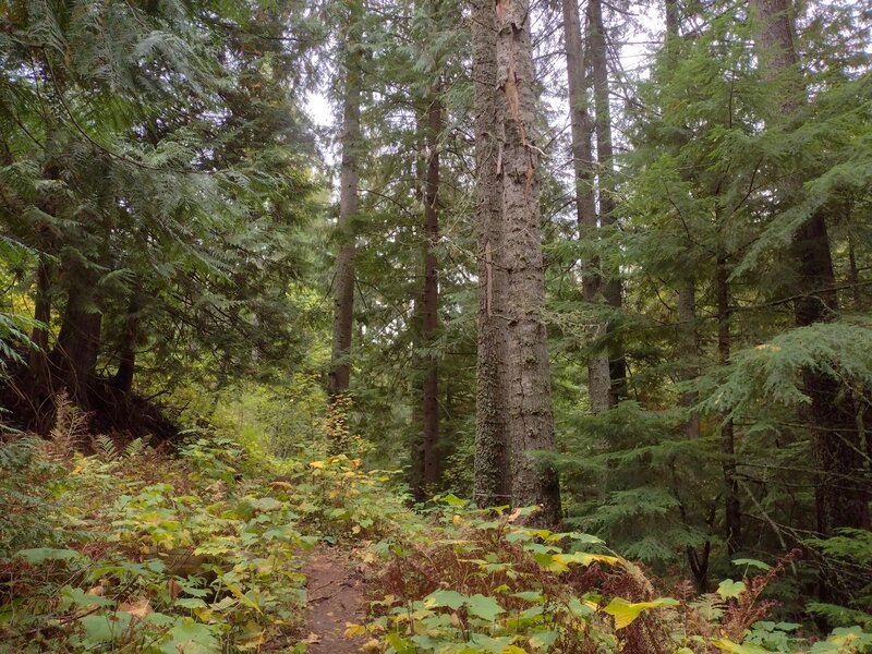 Pretty, moist mixed forest along Spring Creek. Most of the large trees are western red cedars here.