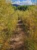 Skinny path winds through tall willowy plants.