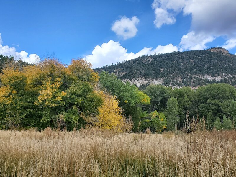 Cottonwoods and cliffs visible from Wilbert's Way.