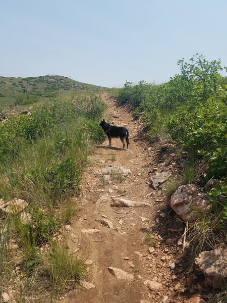 Pretty much the entire trail looks like this. Not very exciting!